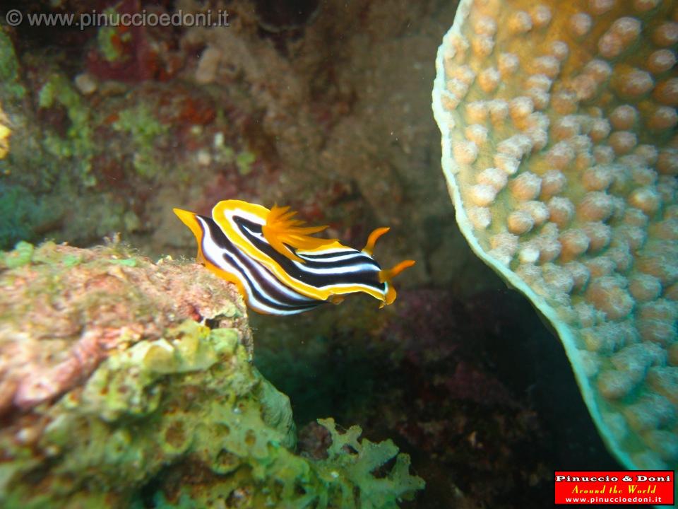 Djibouti - Diving a Djibouti - 30.jpg